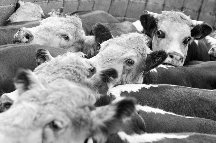 Ganado durante un circuito de campo en la Segunda Conferencia Mundial sobre Investigación Agrícola para el Desarrollo.
Foto: Nicolás Celaya (archivo, octubre de 2012)