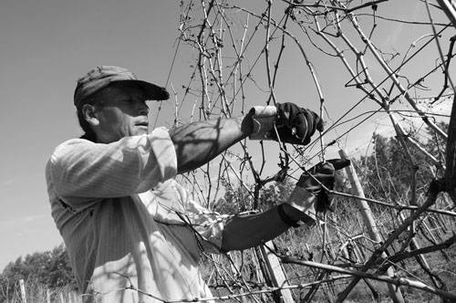 Roberto Tellis trabaja en la poda de la viña propiedad de Alberto Crescionini, quién donó la próxima zafra a la cooperativa. · Foto: Sandro Pereyra