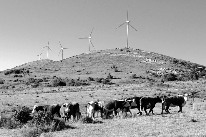 Parque eólico en la Sierra de los Caracoles, en el departamento de Maldonado. Foto: Nicolás Celaya (archivo, junio de 2010)