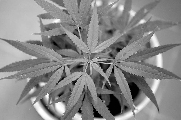 Planta de marihuana. Foto: Nicolás Celaya (archivo, febrero de 2011)