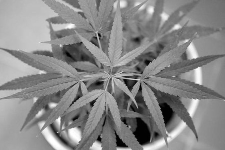 Planta de marihuana. Foto: Nicolás Celaya (archivo, febrero de 2011) Planta de marihuana. Foto: Nicolás Celaya (archivo, febrero de 2011)