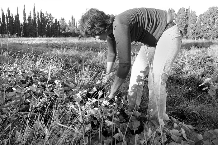 Trabajadora rural en el departamento de Paysandú. Foto: Sandro Pereyra (archivo, marzo de 2014)