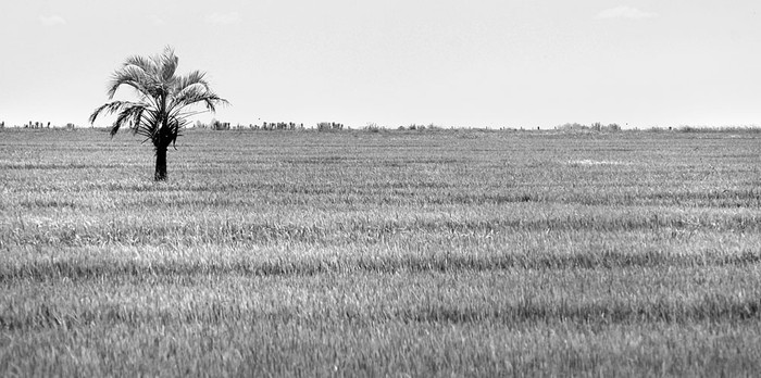 Plantación de arroz en Rocha. Foto: Sandro Pereyra (archivo, enero de 2017)