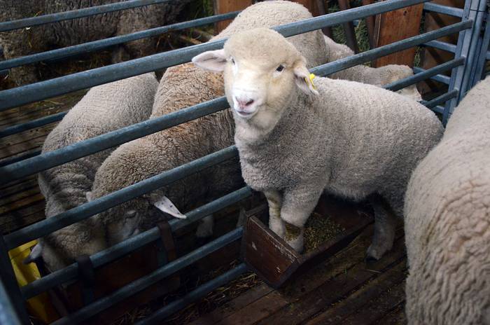Foto principal del artículo 'Exportaciones de lana y productos de lana aumentaron 19%; las de carne ovina crecieron 12%' · Foto: Pablo Vignali