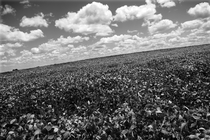 Plantación de soja al borde de la Ruta 3 en el departamento de Flores. · Foto: Nicolás Celaya