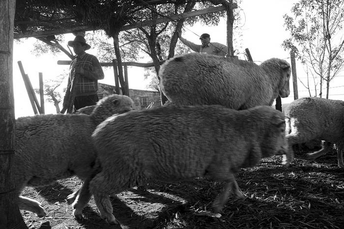 Establecimiento rural en Guaviyú del Arapey, al este del departamento de Salto. (archivo, junio de 2011) · Foto: Sandro Pereyra