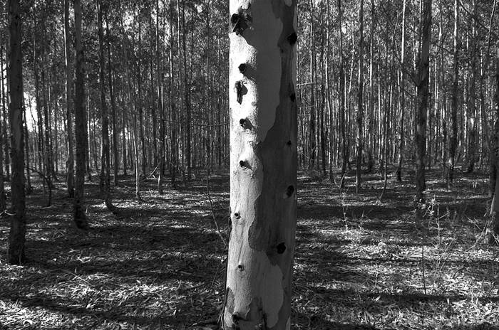 Campo forestal en el departamento de Soriano. (archivo, agosto de 2008) · Foto: Sandro Pereyra