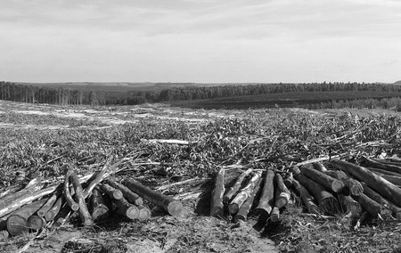 Predio forestal en el departamento de Tacuarembó. (archivo, agosto de 2008) · Foto: Sandro Pereyra Predio forestal en el departamento de Tacuarembó. (archivo, agosto de 2008) · Foto: Sandro Pereyra