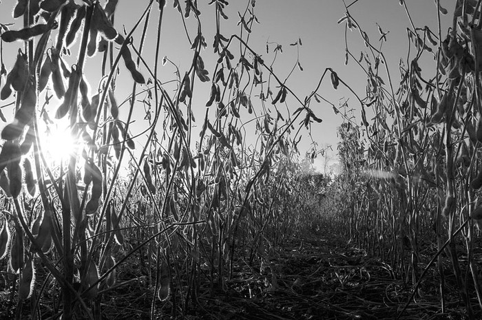 Plantación de soja en el departamento de Colonia. (archivo, mayo de 2010) · Foto: Nicolás Celaya