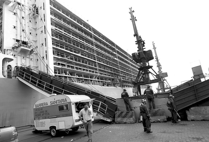Embarque de ganado en pie en el Puerto de Montevideo. Foto: Pedro Rincón (archivo, mayo de 2014)