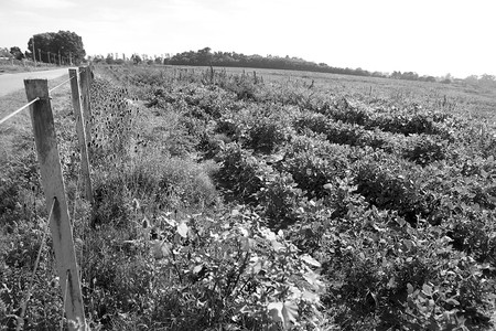 Plantación de soja en Montevideo rural. Foto: Pedro Rincón (archivo, abril de 2013) Plantación de soja en Montevideo rural. Foto: Pedro Rincón (archivo, abril de 2013)