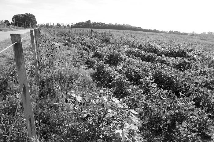 Plantación de soja en Montevideo rural. Foto: Pedro Rincón (archivo, abril de 2013)