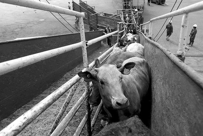 Embarque de ganado con destino a Egipto, el 31 de marzo, en el puerto de Montevideo. Foto: Hugo Ortuño, Efe