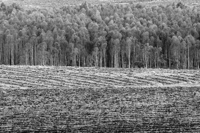 Campo forestado en Lavalleja. Foto: Fernando Morán (archivo, febrero de 2007)