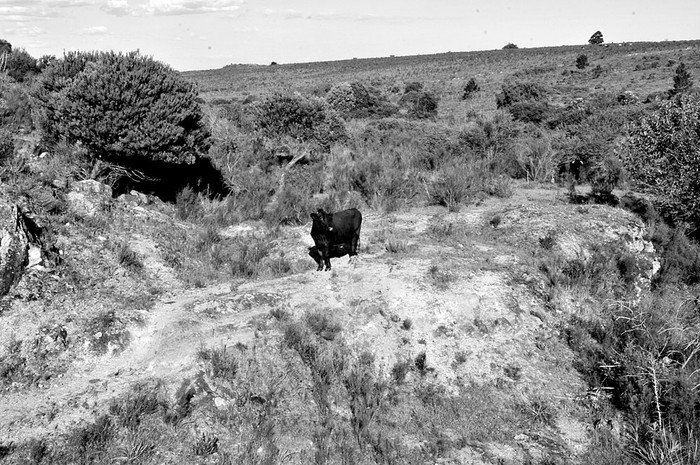 Campo en Pajas Blancas destinado a posible explotación minera. Foto: Federico Gutiérrez