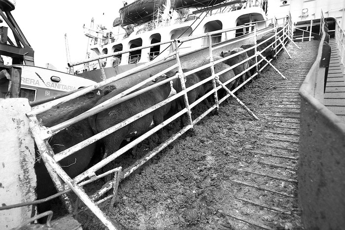 Puerto de Montevideo. Foto: Iván Franco (archivo, mayo de 2014)