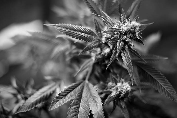 Planta de marihuana. Foto: Nicolás Celaya (archivo, diciembre de 2014)
