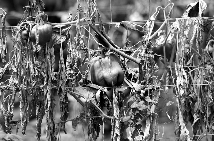 Plantas de morrones muertas, ayer, en un establecimiento en La Armonía, Canelones. Foto: Pablo Vignali