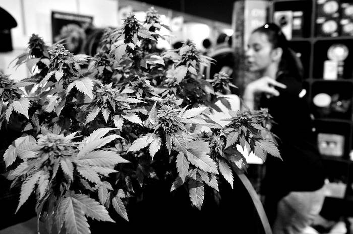 Expocannabis 2016. Foto: Federico Gutiérrez (archivo, diciembre de 2016)
