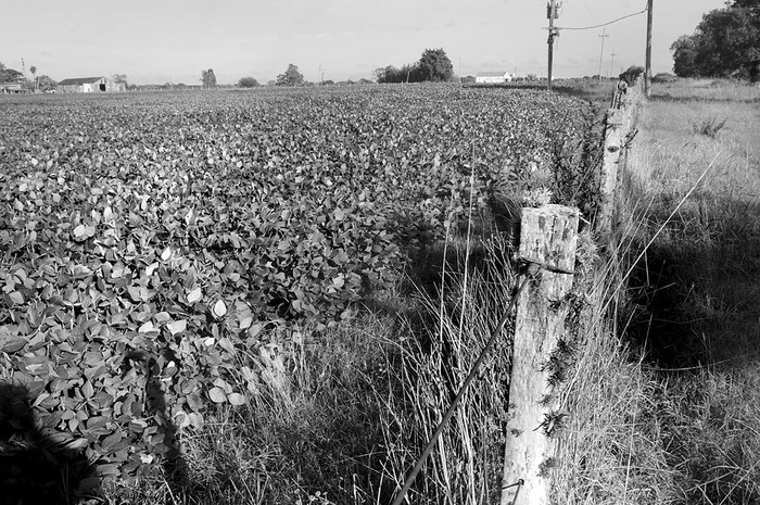 Plantación de soja, en el departamento de Canelones. Foto: Sandro Pereyra (archivo, febrero de 2015)