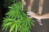 Expocannabis, 2017 (archivo, diciembre de 2017). Expocannabis, 2017 (archivo, diciembre de 2017).
