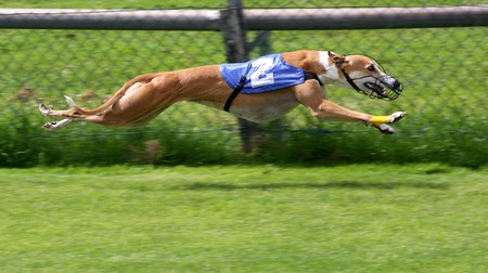 Foto principal del artículo 'Galgueros volvieron a protestar por la prohibición de carreras de perros' Foto principal del artículo 'Galgueros volvieron a protestar por la prohibición de carreras de perros'