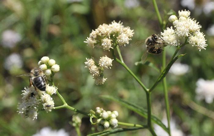 Foto principal del artículo 'Un proyecto de ley busca prohibir agrotóxicos que afectan a las abejas y a la apicultura' · Foto: Federico Gutiérrez
