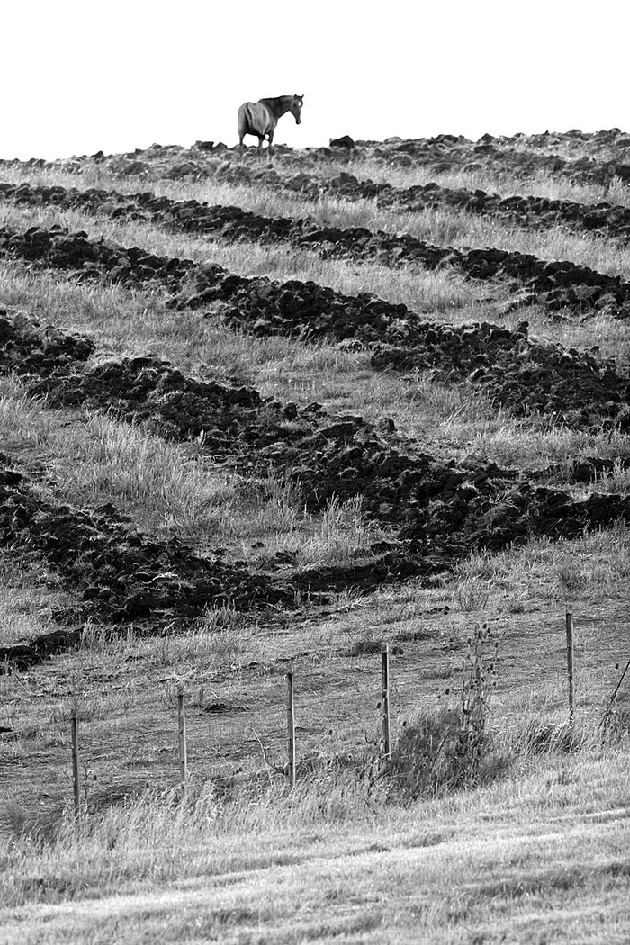 Campos sembrados de eucaliptos, sobre la Ruta Nª 8 en el departamento de Lavalleja.  (archivo, febrero de 2007) · Foto: Fernando Morán