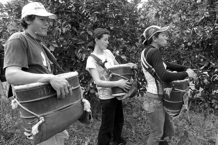 Trabajadores en la cosecha de naranja, en Paysandú. (archivo, agosto de 2010) · Foto: Sandro Pereyra