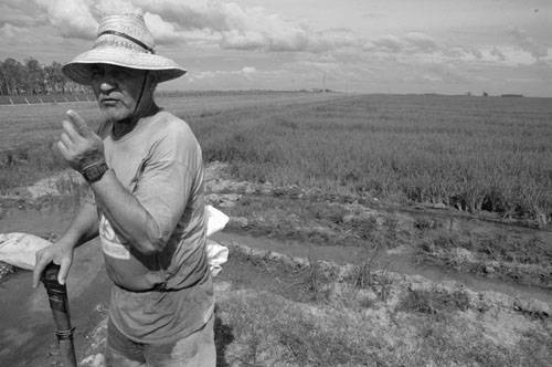 Plantación de arroz en Colonia España. Foto: Sandro Pereyra (archivo, enero de 2008)