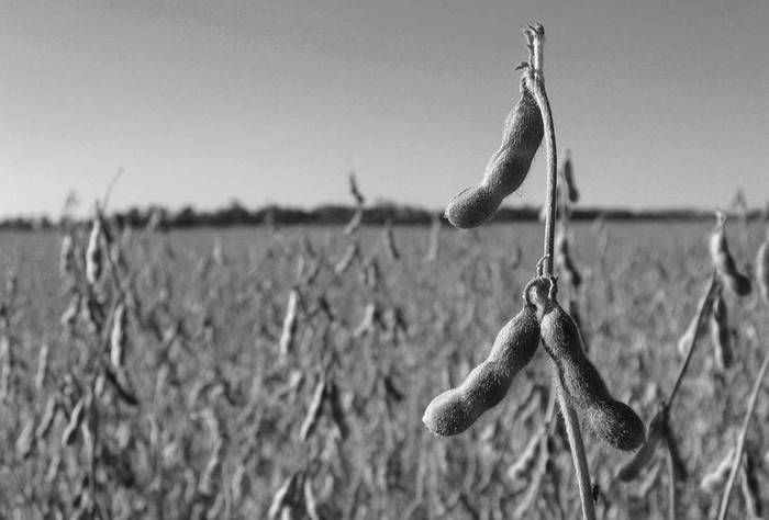 Plantación de soja.Foto: Redes Amigos de la Tierra, s/d de Autor