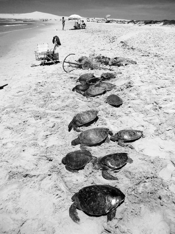 Tortugas marinas muertas en la Barra de Valizas, Rocha. Foto: Efe, Ong Karumbé