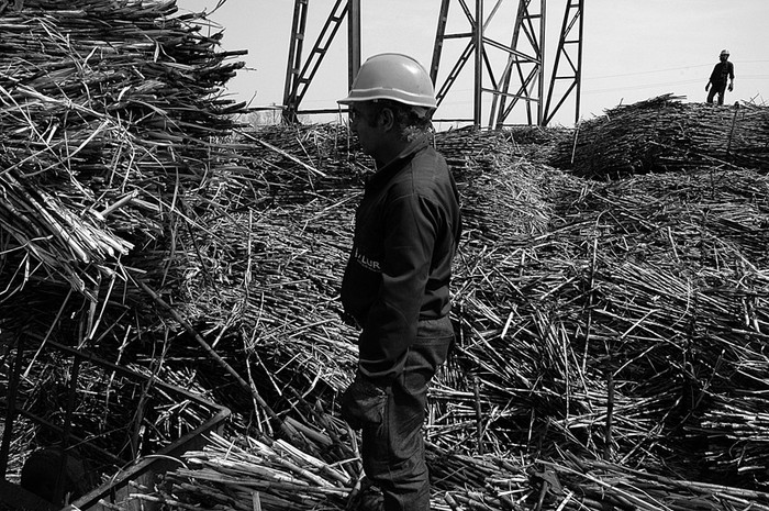 Ingreso de caña de azúcar a la planta industrial de Alcoholes del Uruguay (Alur). Foto: Sandro Pereyra (archivo, setiembre de 2006)