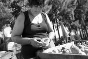 Lilián Arbelo selecciona duraznos en su chacra en Rincón del Colorado, Canelones. Foto: Pablo Nogueira