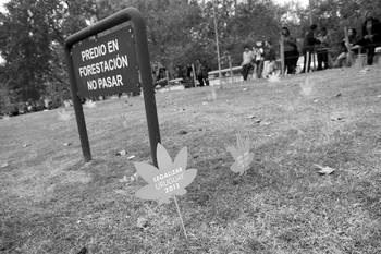 Marcha mundial por la legalizacion de la marihuana. (archivo, mayo de 2012) Marcha mundial por la legalizacion de la marihuana. (archivo, mayo de 2012)