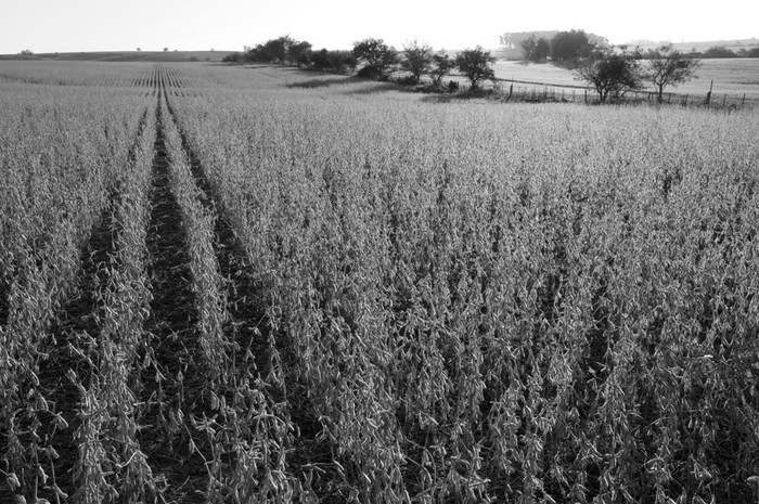 Plantación de soja en el departamento de Colonia.  (archivo, mayo de 2010) · Foto: Nicolás Celaya