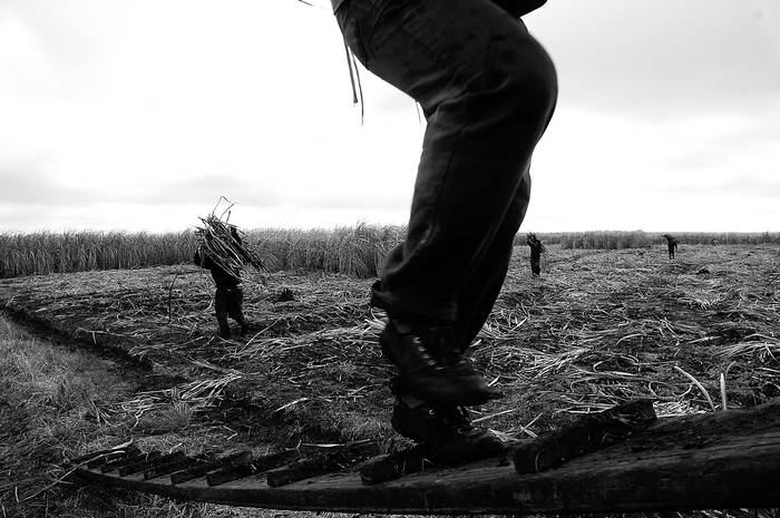 Trabajadores en la caña de azúcar (archivo julio de 2007). · Foto: Sandro Pereyra