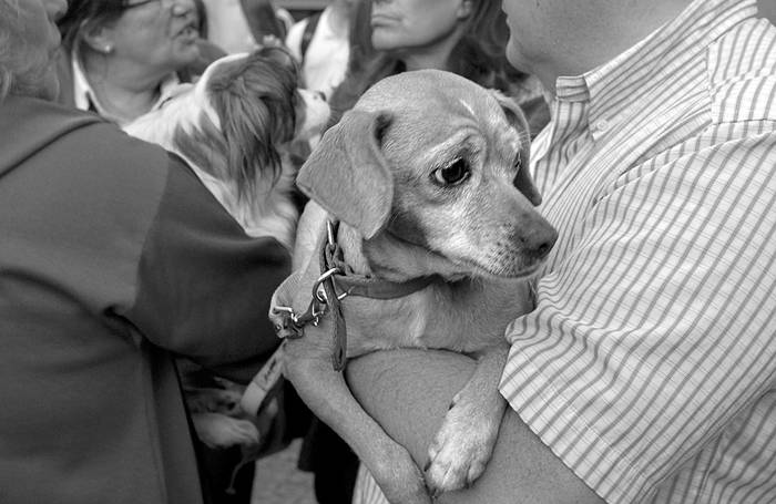 Concentración por el derecho y el bienestar de los perros, ayer, en la explanada de la Intendencia. Foto: Mauricio Kühne