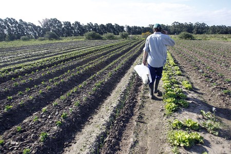 Chacra en Montevideo rural.
foto: iván franco (archivo, setiembre de 2014)
· Foto: Iván Franco Chacra en Montevideo rural.
foto: iván franco (archivo, setiembre de 2014)
· Foto: Iván Franco