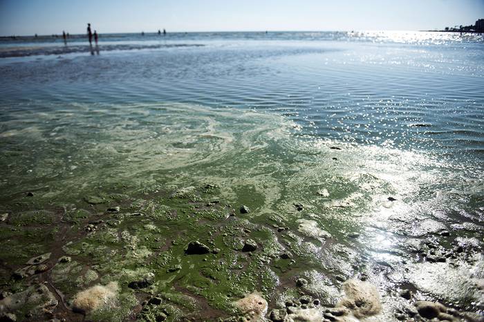 Cianobacterias en Playa Ramírez, el 28 de enero. · Foto: Santiago Mazzarovich