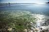 Cianobacterias en Playa Ramírez, el 28 de enero. Cianobacterias en Playa Ramírez, el 28 de enero.