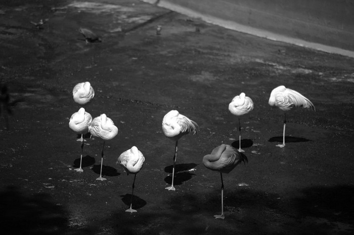 Flamencos en el zoológico de Villa Dolores. / foto: pedro rincón · Foto: Pedro Rincón