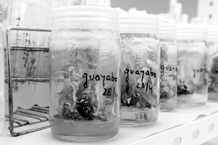 Laboratorio de la estación Las Brujas del Instituto Nacional de Investigación Agropecuaria. (archivo, marzo de 2011) · Foto: Nicolás Celaya