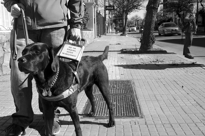 Álvaro y su perro guía, Rocky, en el barrio del Buceo. · Foto: Pablo Vignali