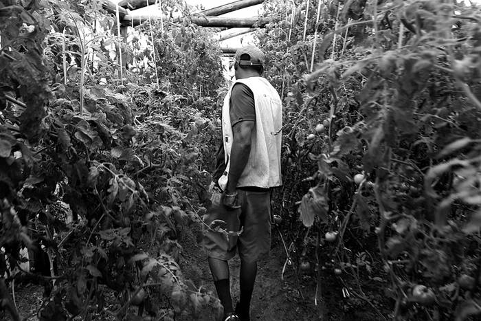 Ángel López en la plantación de tomates en el invernáculo.  · Foto: Pedro Rincón