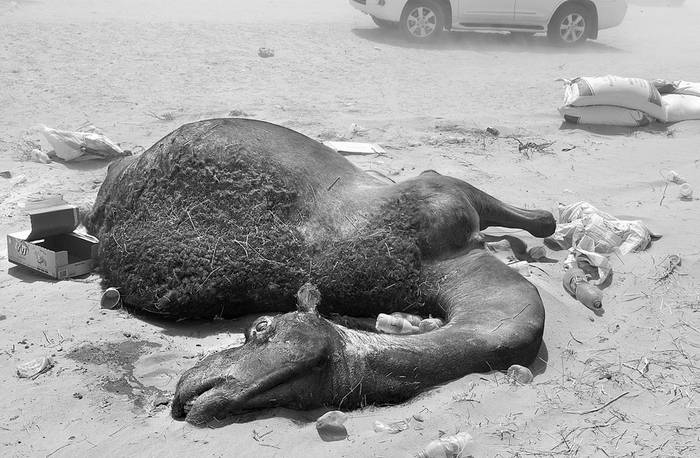 Zona desértica en la frontera de Abu Samrah, entre Arabia Saudita y Catar, donde alrededor de 12.000 camellos y ovejas se han convertido en víctimas de la crisis diplomática del Golfo Pérsico. Foto: AFP, s/d de autor