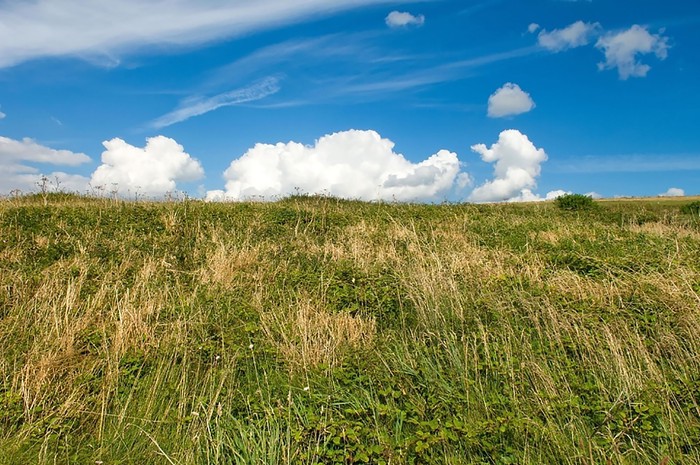 Foto principal del artículo 'Académicos apoyan proyecto de ley que busca proteger el campo natural y advierten necesidad de políticas para detener su pérdida' · Foto: s/d de autor