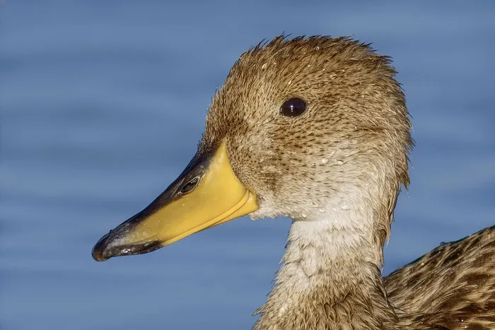Pato Maicero. Foto: Bryan Caro San Martin, iNaturalist