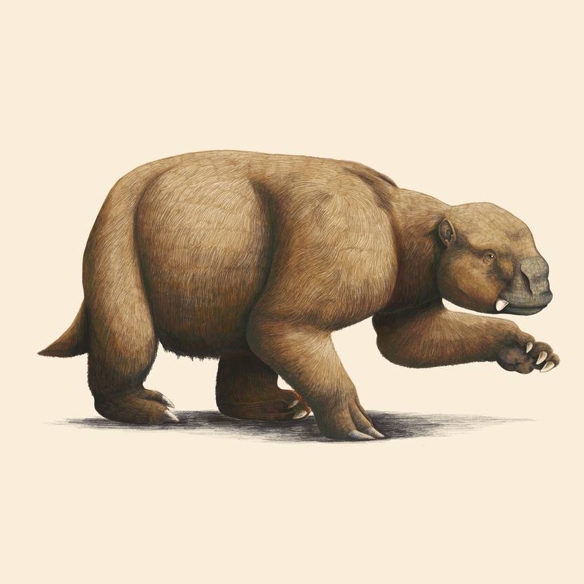 Perezoso gigantes 15
