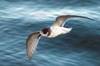 petrel azul